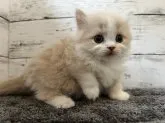 マンチカン(短足)【福島県・男の子・2023年6月3日・クリームタビー&ホワイト】の写真2