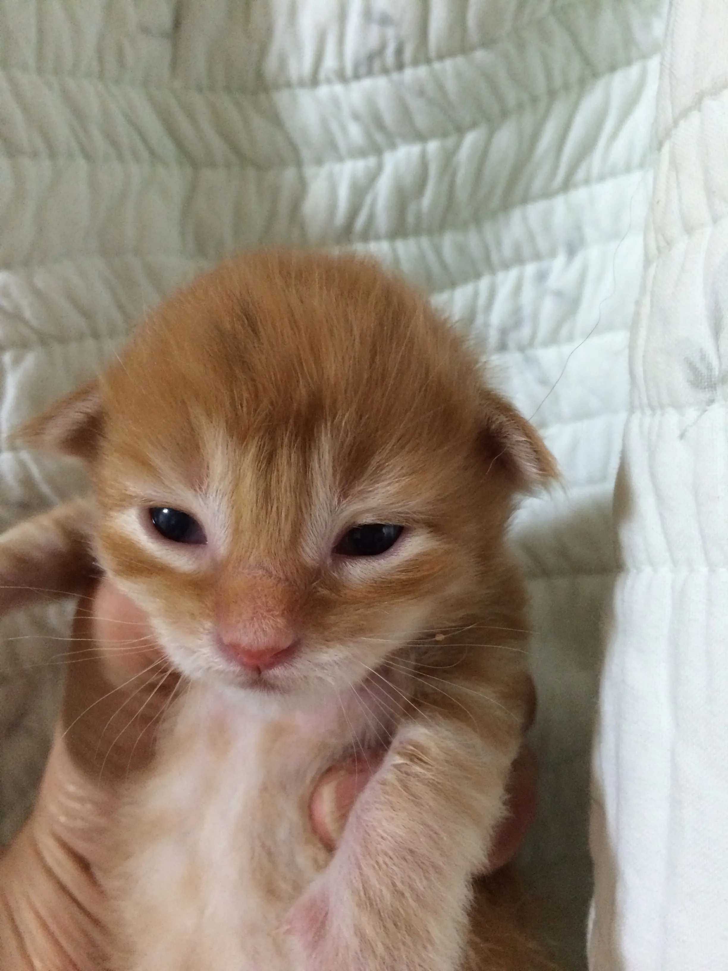 ID：1605-00091の子猫