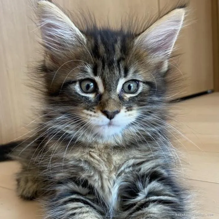 ケンシンのパパ 様のお迎えした子猫