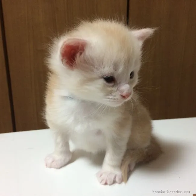 ID：1601-00209の子猫