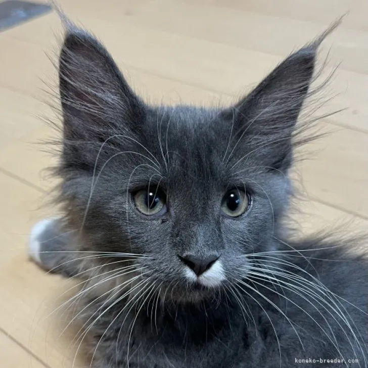 ID：2307-00680の子猫