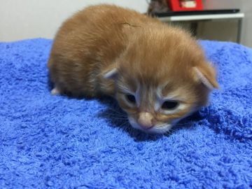 メインクーン【大阪府・男の子・2017年5月2日・レッドタビー&ホワイト】の写真「鮮やかなレッド毛並みも密！大きなゴージャスちゃん」