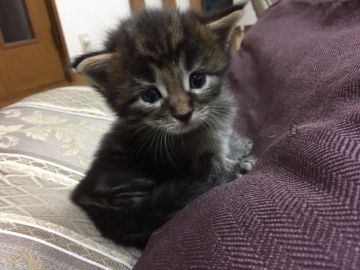 メインクーン【大阪府・女の子・2017年9月5日・ブラウンタビー&ホワイト】の写真「ママはＷＧチャンピオンモニール，賢い子です♪」