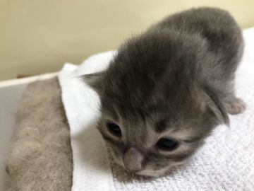 メインクーン【大阪府・男の子・2018年7月21日・シルバータビー】の写真「アイドル系美男子でドッシリ男らしい」