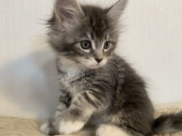 メインクーン【大阪府・女の子・2021年11月29日・ブルータビーアンドホワイト（柔らかい長毛）】の写真「大きい綺麗な女の子です♪」