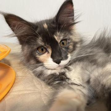 メインクーン【大阪府・女の子・2022年10月18日・キャリコ（ロング）】の写真「おっとりしてとても大きな優しい子です♪」