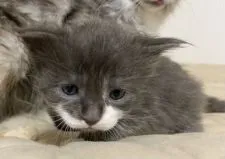 メインクーン【大阪府・男の子・2021年11月26日・ブルーアンドホワイト】の写真1