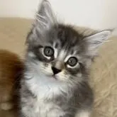 メインクーン【大阪府・男の子・2022年10月22日・シルバータビーアンドホワイト】の写真1