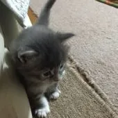 メインクーン【大阪府・女の子・2015年12月18日・ブルーパッチド&ホワイト】の写真4