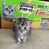 メインクーン【大阪府・女の子・2015年12月18日・ブラウンタビー&ホワイト】の写真5