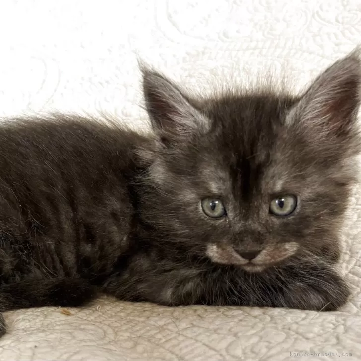 ID：2504-02515の子猫