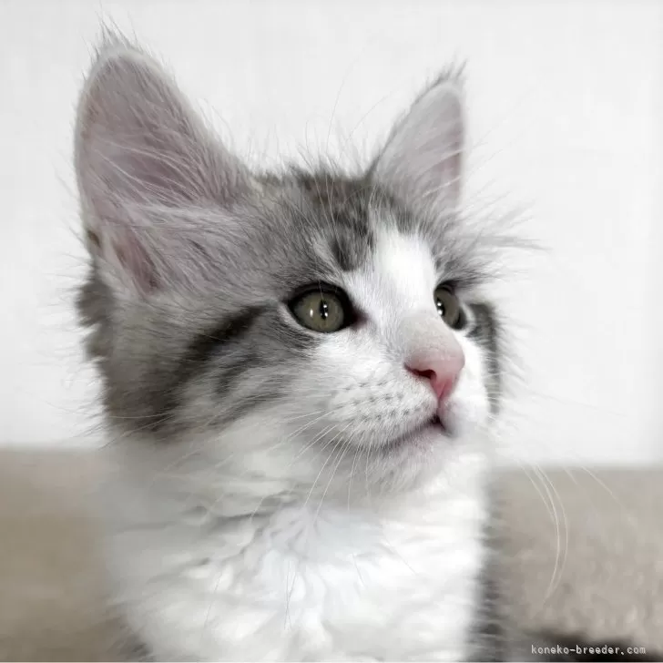 ID：2504-02512の子猫