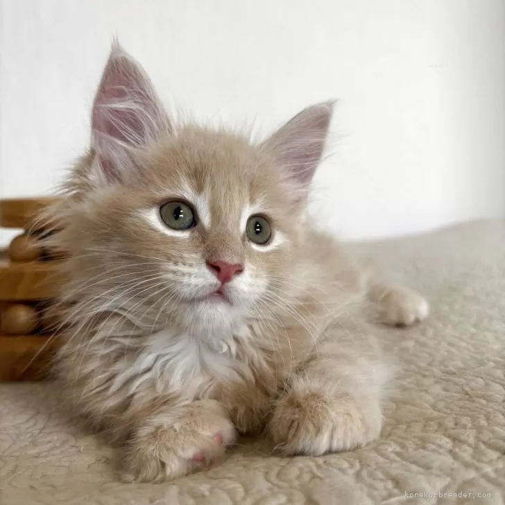 くれやま 様のお迎えした子猫