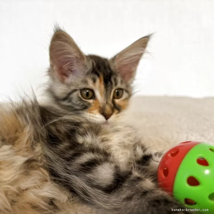 K.W 様のお迎えした子猫