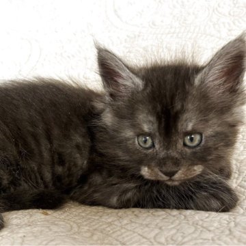 メインクーン【大阪府・男の子・2025年3月8日・ブラックスモーク（柔らかく密集したロング）】の写真「珍しい毛色の活発な男の子です♪」