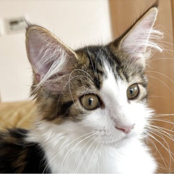 メインクーン【大阪府・女の子・2025年7月5日・ブラウンタビーアンドホワイト(ロングダブルコート)】の写真「膝の上が大好きな甘えん坊さん♪」