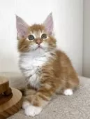 メインクーン【大阪府・男の子・2025年3月29日・レッドタビーアンドホワイト】の写真3