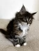 メインクーン【大阪府・女の子・2025年10月17日・ブラウンタビーアンドホワイト】の写真3