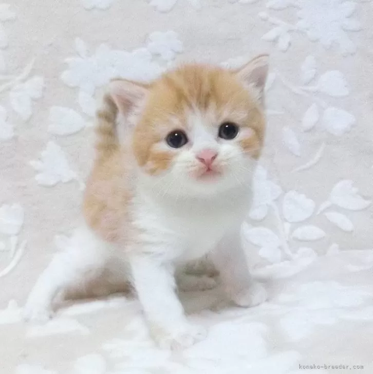 ID:2406-01960の子猫