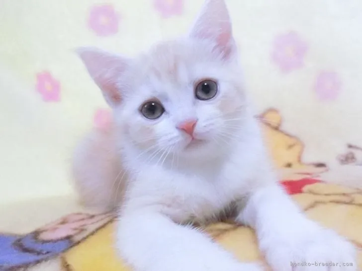 ID:2111-00682の子猫