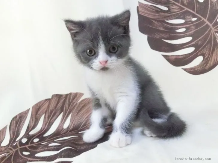 ID：2007-00624の子猫