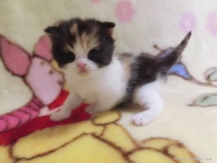ID：1605-00430の子猫