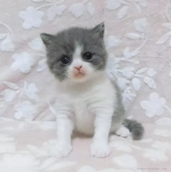 H.N 様のお迎えした子猫