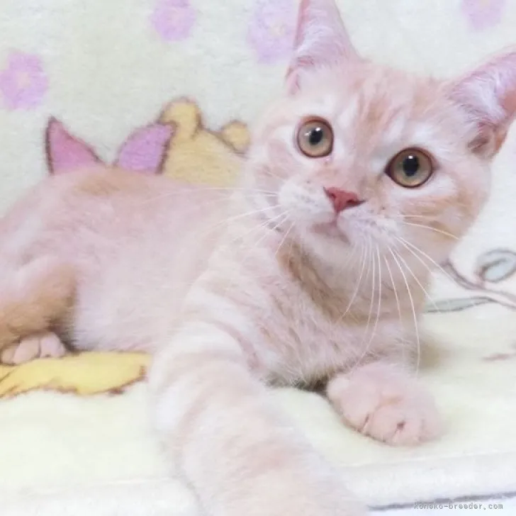 ID:2306-02457の子猫
