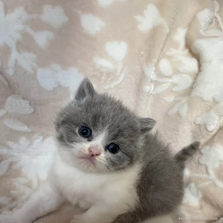 ID：2402-01579の子猫