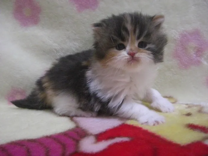 ID：1301-00077の子猫