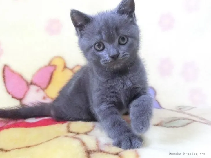 ID：2204-01093の子猫