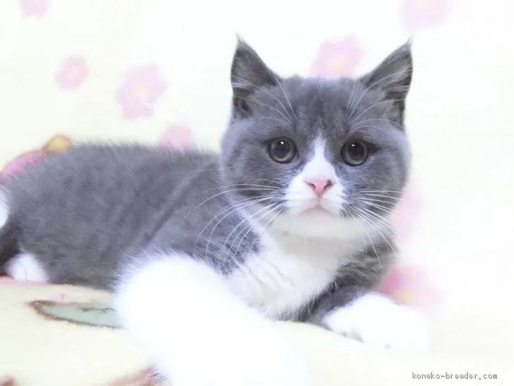 ID：2010-00961の子猫