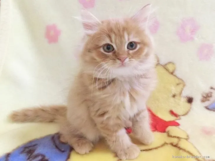ID：1808-01029の子猫