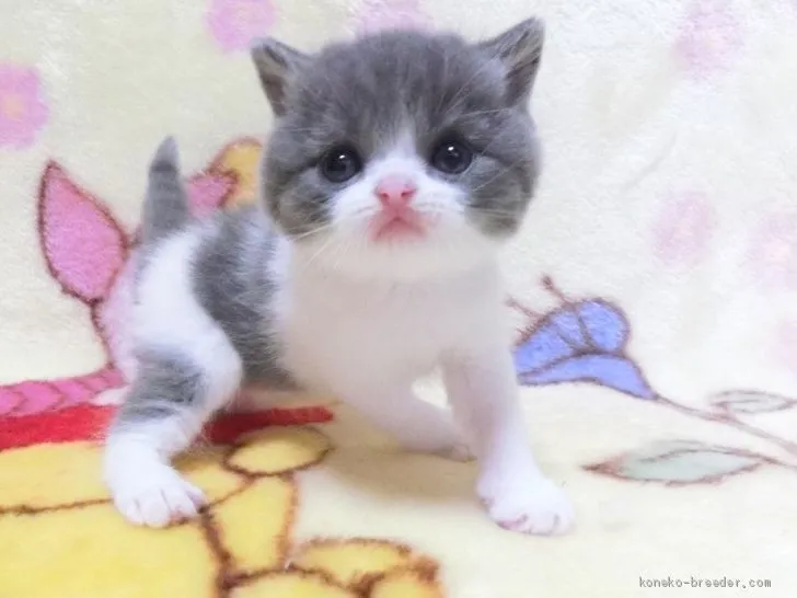 ID:2007-02064の子猫
