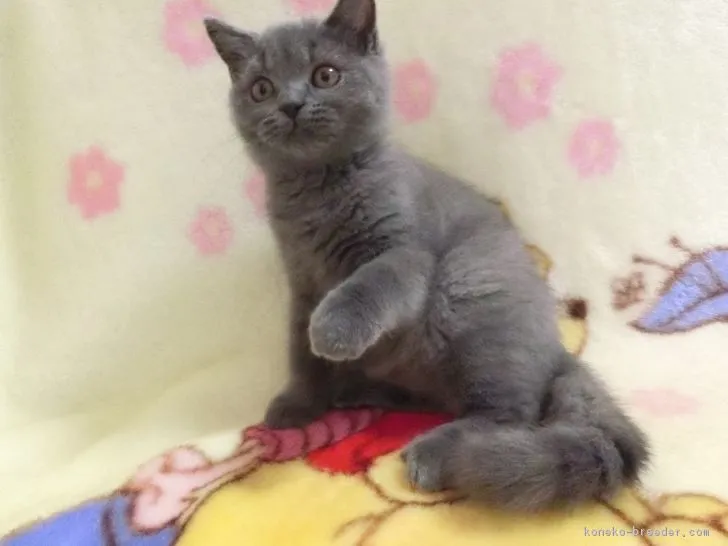 ID：1702-00742の子猫