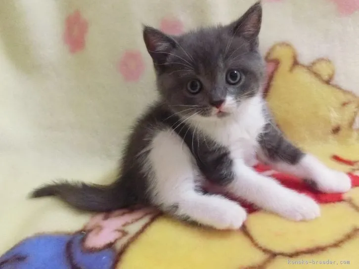 ID:1608-00871の子猫