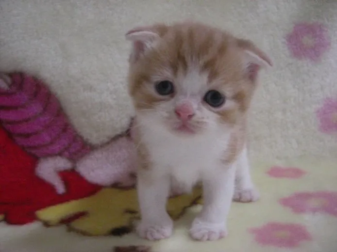 ID：1210-00130の子猫