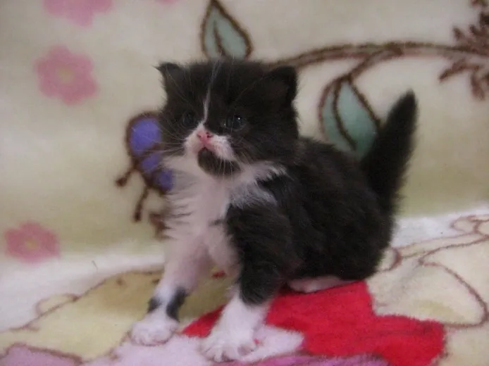 ID:1206-00001の子猫