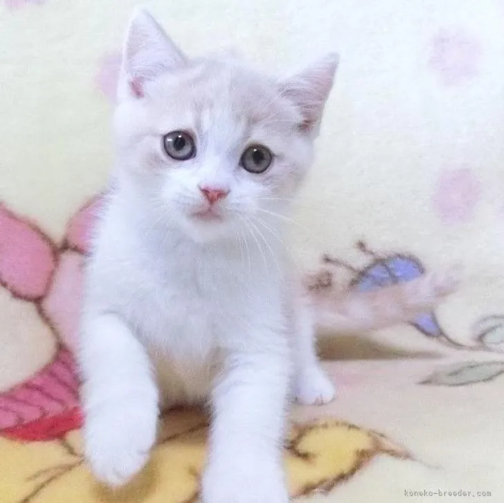 ID:2209-01179の子猫