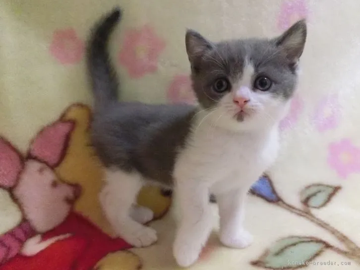 ID:1608-00870の子猫