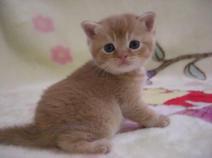 Y.F 様のお迎えした子猫