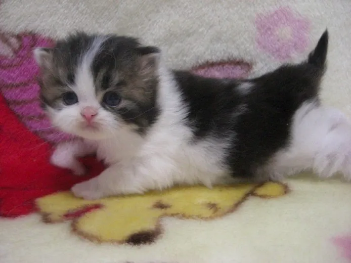 西川 様のお迎えした子猫