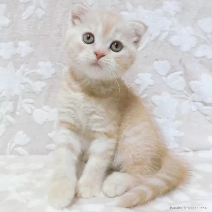 ID:2406-01962の子猫
