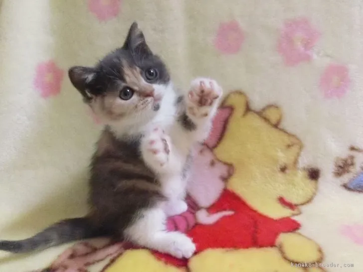 ID:1702-00743の子猫