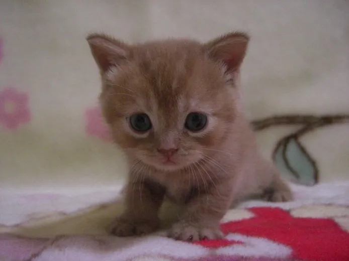 ID：1207-00099の子猫