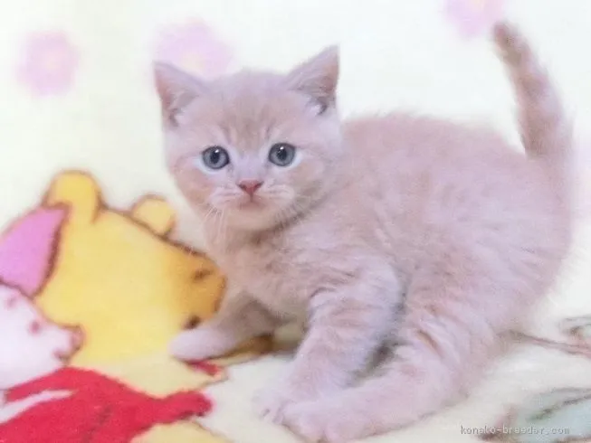 ID：2101-00896の子猫
