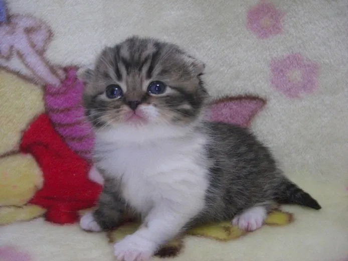 ID：1201-00024の子猫