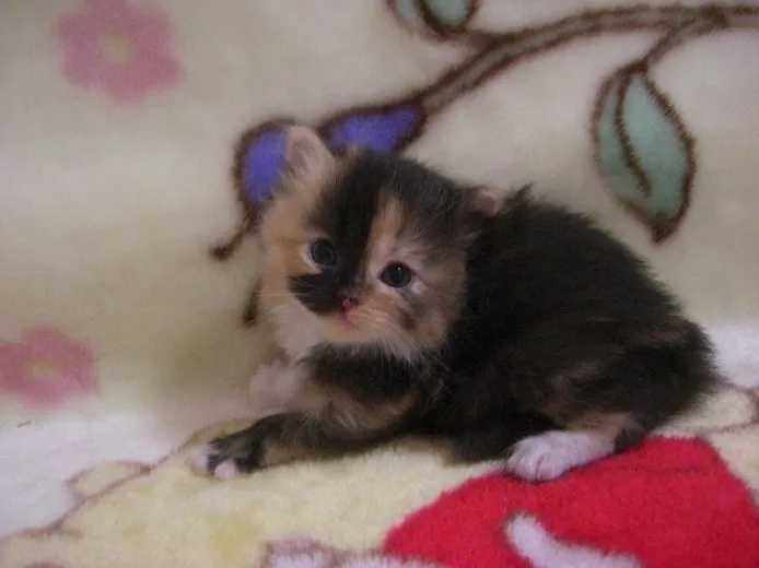 ID:1205-00121の子猫