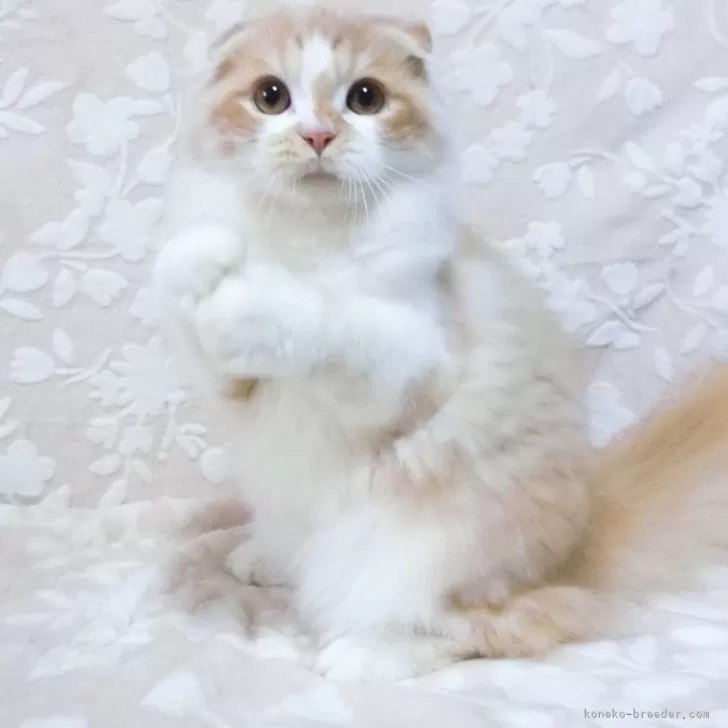 ID：2407-01776の子猫