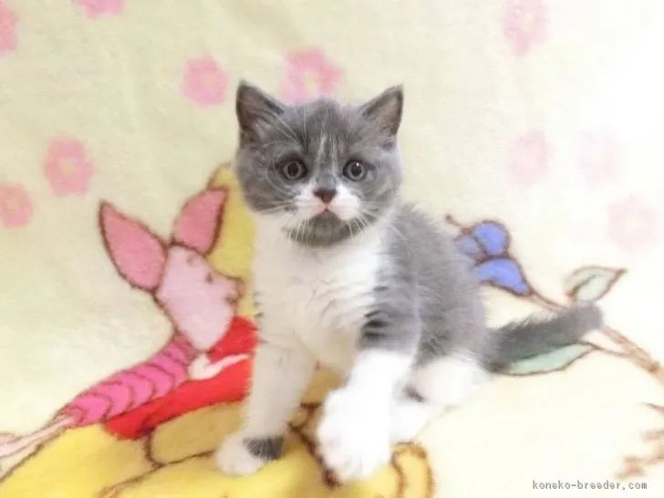 ID：1706-00135の子猫